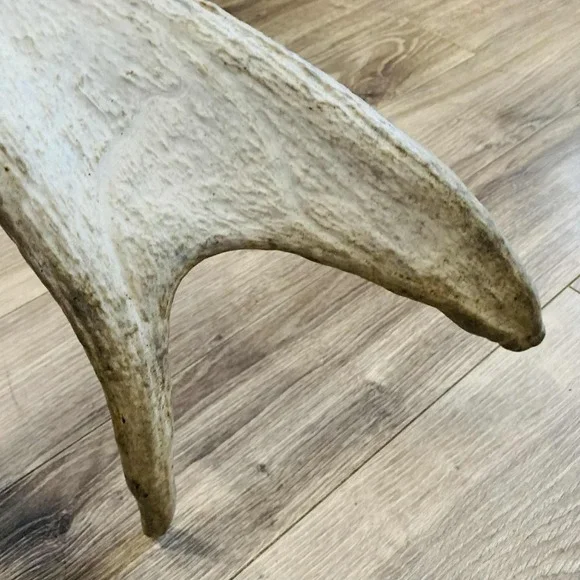 Naturally Shed Wild Moose Antler (Horn, Knife, Carving, Chew, Taxidermy) Full - Picture 15 of 16